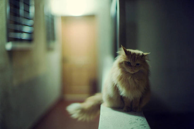 无人,坐,横图,室内,特写,宠物,猫,西班牙,公寓,走廊,波斯猫,家畜,摄影,加泰隆尼亚,肖像,塔拉戈纳省,彩图