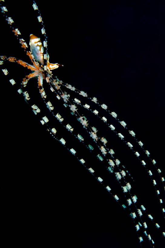 无人,竖图,水下,印度尼西亚,黑色背景,摄影,北苏拉威西,彩图