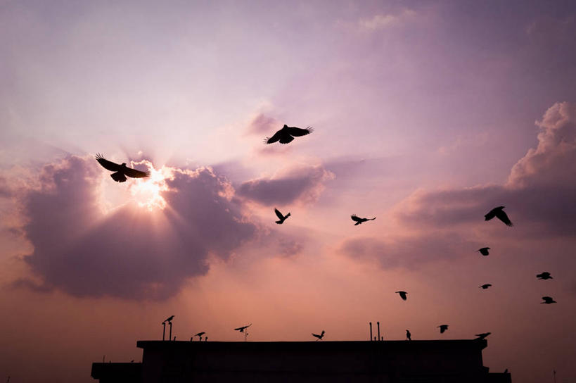 无人,横图,室外,仰视,日落,太阳,野生动物,日光,孟加拉国,亚洲,一群,许多,鸟类,云,首都,很多,飞,天空,摄影,乌鸦,南亚,剪影,孟加拉人民共和国,达卡,彩图,低角度拍摄