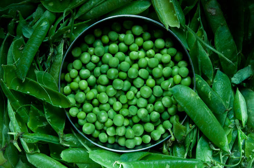 无人,横图,俯视,室内,白天,植物,蔬菜,美国,许多,准备,丰富,豆类,豆子,豌豆,生食,很多,荷兰豆,饮食,碗,摄影,清新,雪豆,豆科,健康食物,寒豆,毕豆,麻累,国豆,小寒豆,麦豌豆,彩图,高角度拍摄