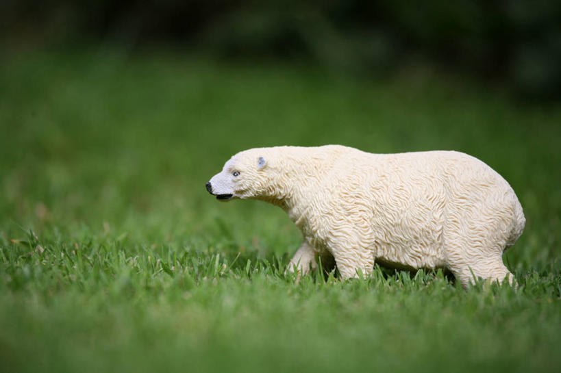 无人,横图,室外,白天,北极熊,熊,玩具,英国,草,自然,模仿,摄影,想法,彩图