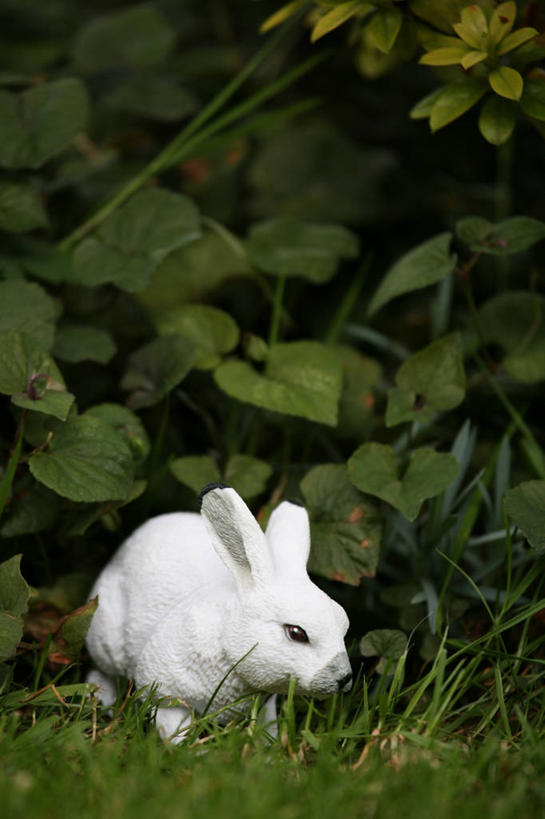 无人,竖图,室外,白天,叶子,英国,塑胶,庭院,草,童年,摄影,灌木,幽默,想象,格洛斯特郡,彩图