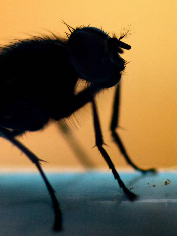 无人,竖图,室外,特写,白天,野生动物,蚊子,西班牙,昆虫,黑色,摄影,部分,剪影,比斯开省,彩图