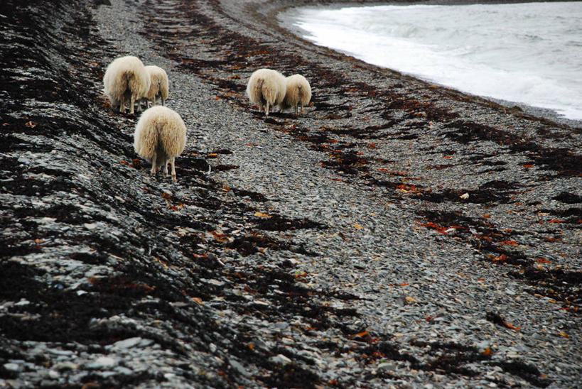 无人,横图,室外,白天,海洋,水,弯曲,家畜,摄影,牲畜,五只,彩图