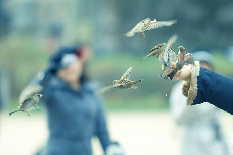 成年人,手,一个人,横图,运动模糊,野生动物,法国,巴黎,巴黎圣母院,仅一个女性,麻雀,鸟类,食品,首都,半空,拿着,飞,人体,摄影,五只,部分,关爱,法国文化,喂养,彩图