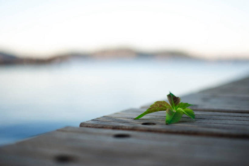 无人,横图,室外,白天,雾,叶子,法国,木制,藤蔓,摄影,脆弱,普罗旺斯,清新,藤蔓植物,万里无云,秋天,彩图,浮桥