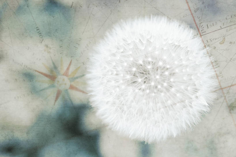 无人,横图,特写,蒲公英,法国,花,白色,自然,摄影,脆弱,普罗旺斯,清新,土伦,彩图