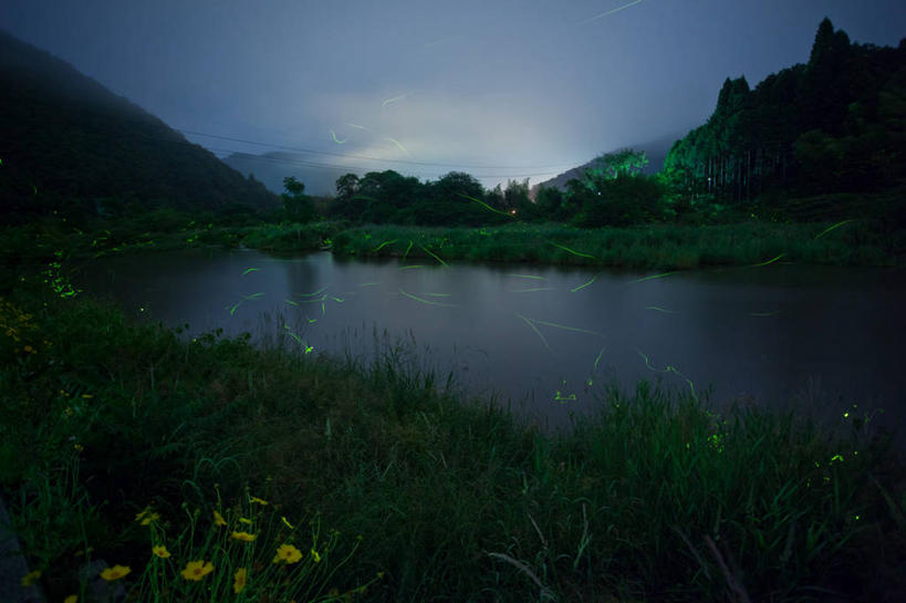 无人,横图,室外,河流,美景,山,日本,一群,许多,昆虫,天牛,景观,云,很多,飞,草,天空,自然,黄昏,景色,摄影,宁静,照亮,自然风光,萤火虫,冈山县,彩图