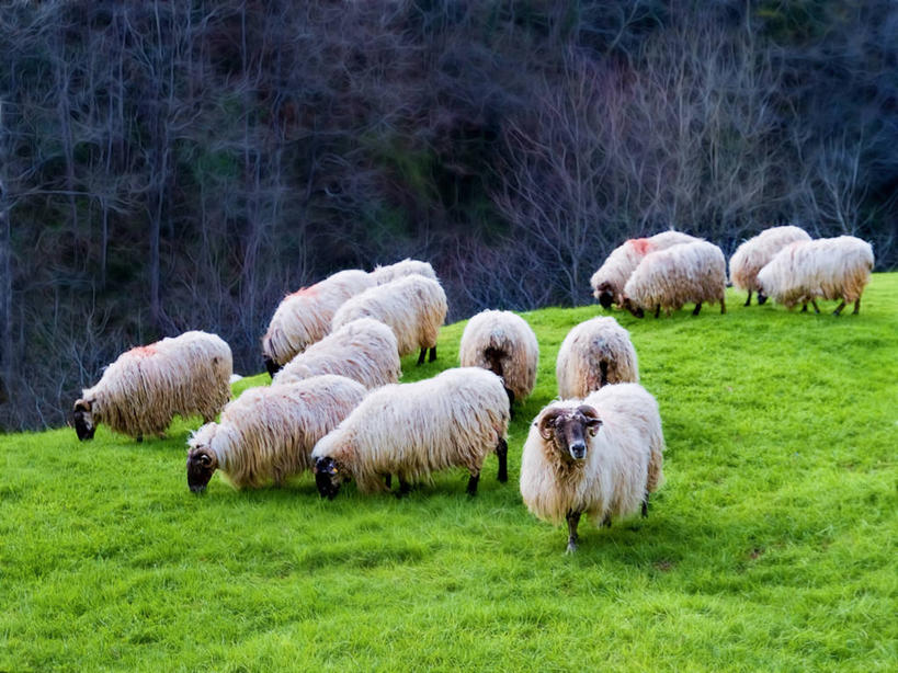 无人,横图,室外,白天,美景,西班牙,地形,景观,羊群,草,自然,家畜,景色,摄影,牲畜,自然风光,阿拉瓦省,绵羊,彩图