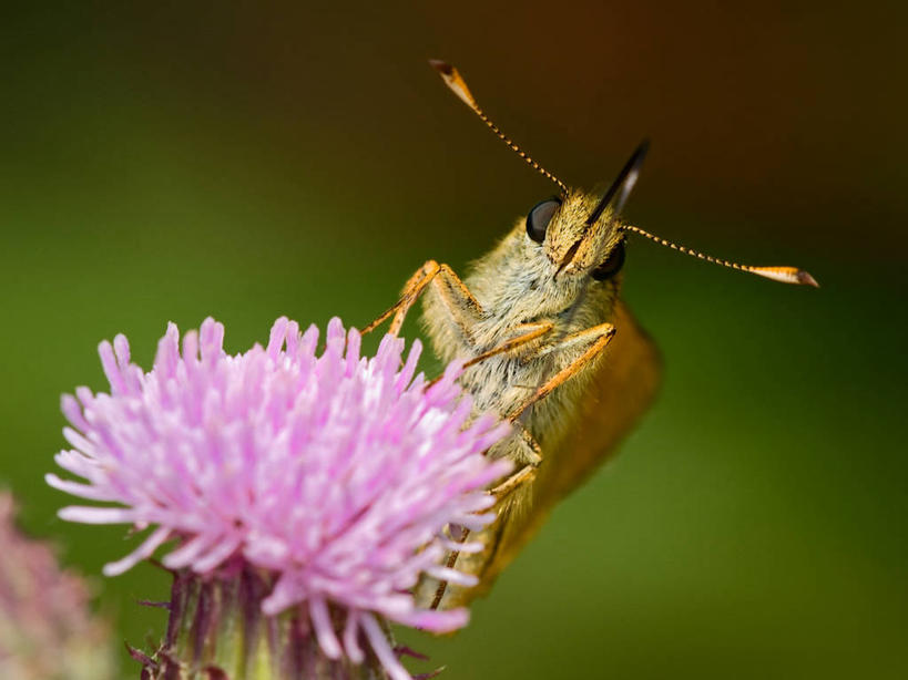 无人,横图,室外,特写,白天,野生动物,蝴蝶,西班牙,盛开,昆虫,花蕾,花,花瓣,花朵,鲜花,一朵,粉色,花苞,花蕊,蓟,摄影,部分,脆弱,清新,阿拉瓦省,彩图