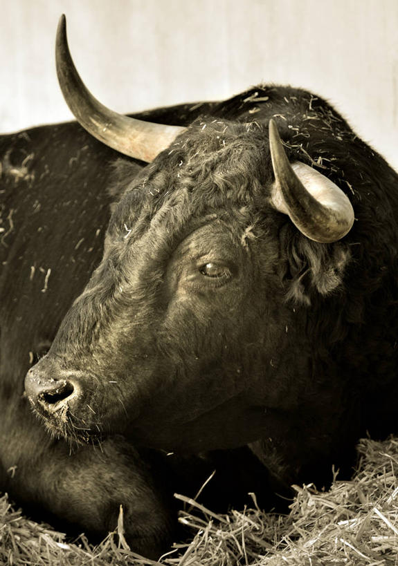 无人,坐,竖图,室内,牛,西班牙,干草,家畜,放松,摄影,纳瓦拉,潘普洛纳,彩图