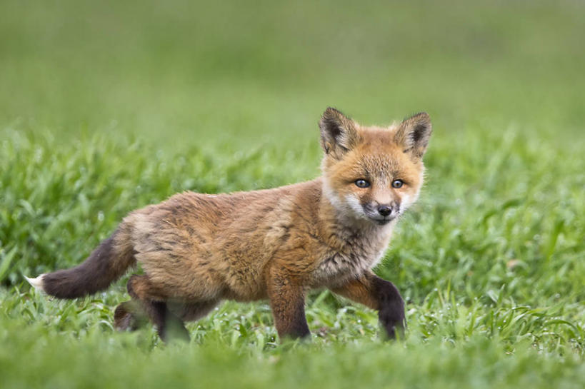 无人,横图,室外,白天,哺乳动物,狐狸,野生动物,美国,草,动物,摄影,狡猾,犹他,狡诈,彩图