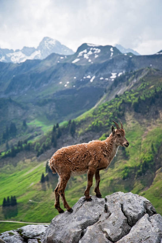 无人,竖图,室外,侧面,美景,山脉,植物,野生动物,羊,法国,景观,云,下雪,树,风景,天空,自然,动物,景色,可爱,摄影,活泼,自然风光,阿尔卑斯山脉,野山羊,悬羊,上萨瓦,岩石,山羊,彩图,西伯利亚北山羊