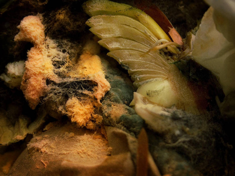 无人,横图,特写,微生物,英国,分离,食品,垃圾,摄影,腐烂,分解,彩图,降解,生物降解,回收桶,生物降解材料