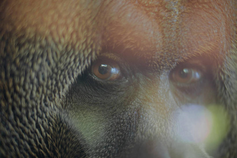 无人,横图,特写,野生动物,新加坡,凝视,摄影,部分,猿,肖像,彩图,好奇心