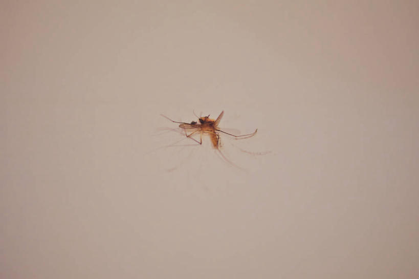 无人,横图,蚊子,新加坡,小的,昆虫,首都,摄影,死亡,新加坡市,结束,彩图,影棚拍摄