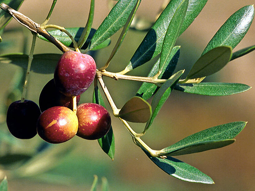 无人,横图,室外,特写,白天,橄榄,水果,叶子,日光,西班牙,枝,串,自然,摄影,生长,清新,彩图,油橄榄树