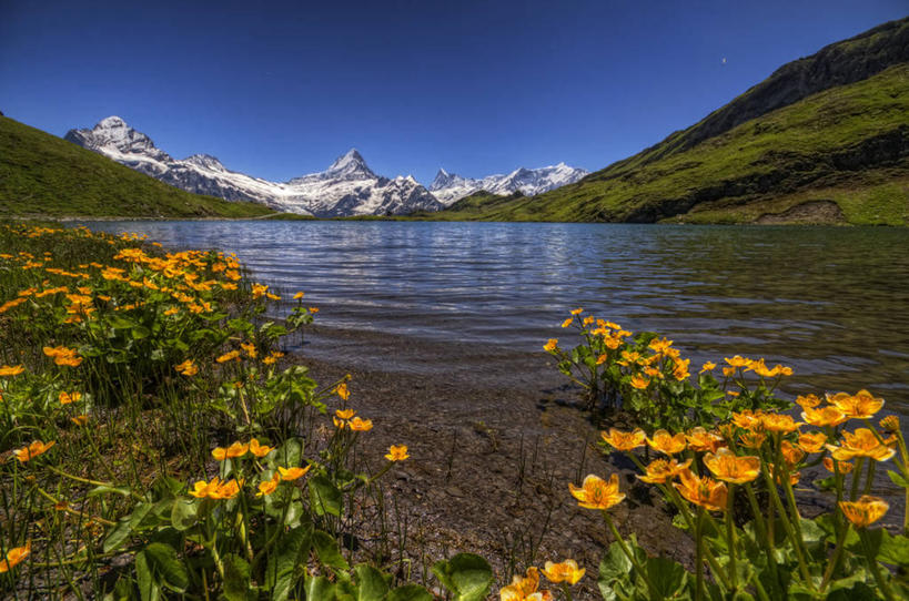 无人,横图,室外,白天,湖,美景,山脉,雪山,植物,瑞士,反射,景观,花,黄色,自然,景色,摄影,宁静,自然风光,万里无云,格林德瓦,彩图
