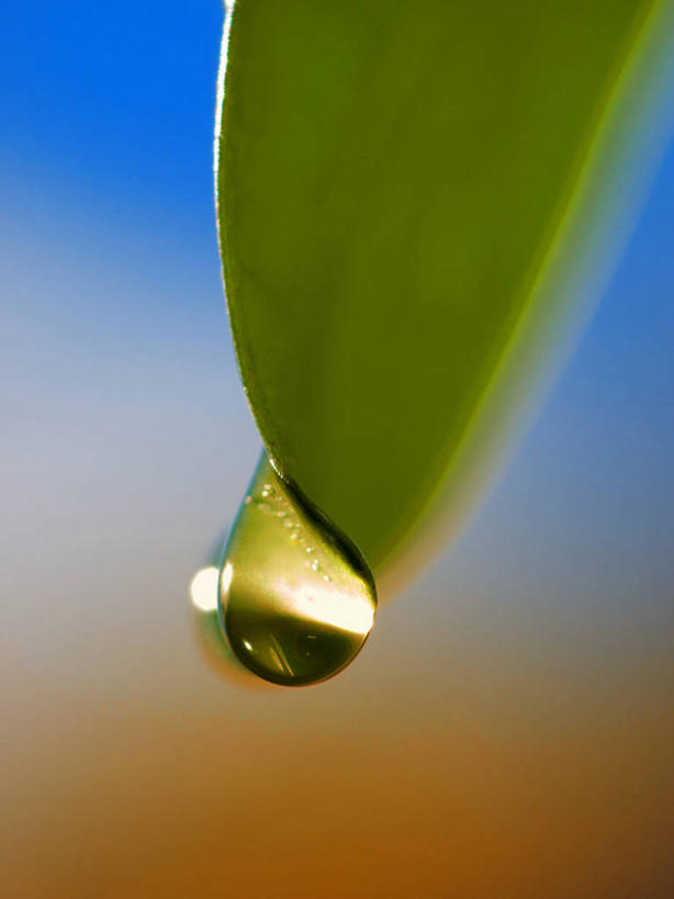 无人,竖图,室外,特写,白天,水,叶子,西班牙,反射,水滴,自然,摄影,清新,比斯开省,彩图