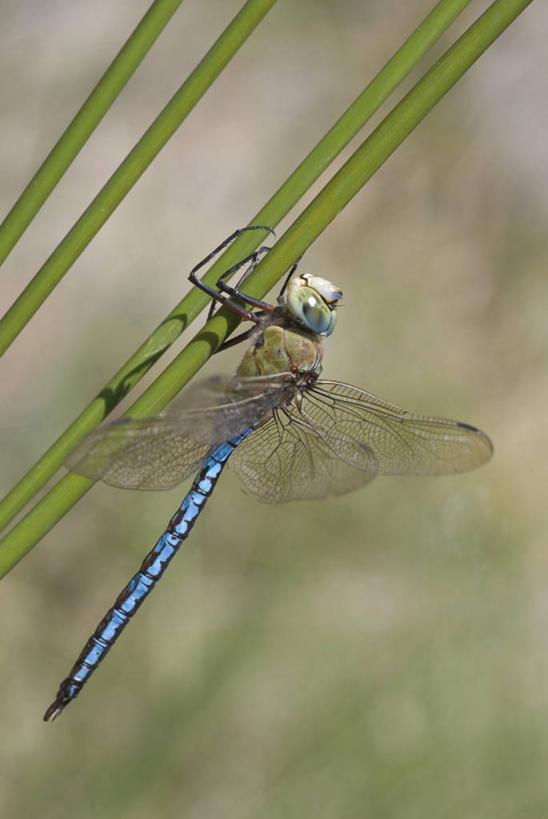 无人,竖图,室外,特写,白天,芦苇,野生动物,西班牙,蜻蜓,昆虫,绿色,自然,摄影,巴伦西亚省,彩图