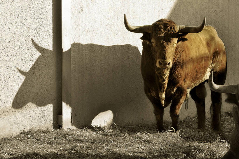 无人,站,横图,室外,白天,牛,日光,西班牙,阴影,动物,两只,家畜,摄影,纳瓦拉,潘普洛纳,彩图