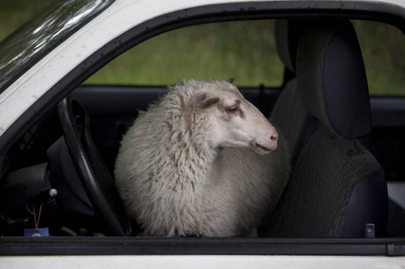 无人,横图,室外,白天,汽车,荷兰,动物,家畜,运输,摄影,牲畜,羊羔,绵羊,彩图