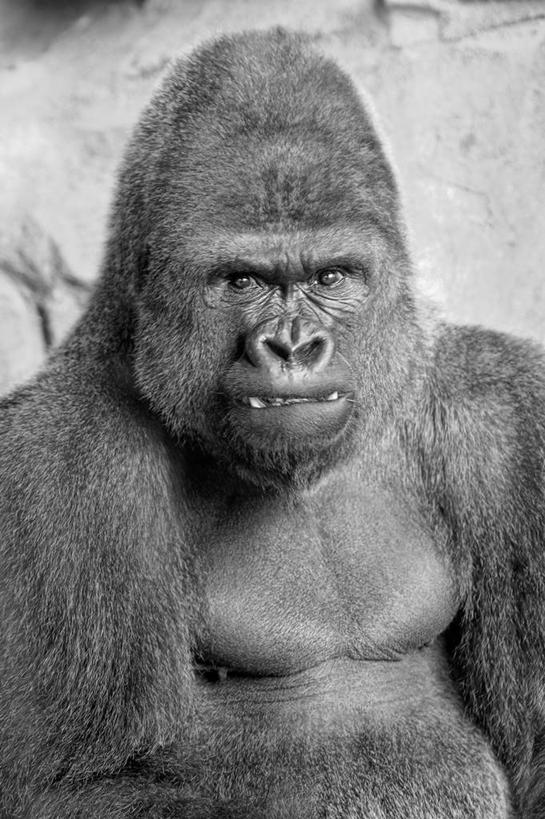 无人,竖图,黑白,室外,白天,正面,野生动物,西班牙,生气,摄影,大猩猩,肖像,动物行为