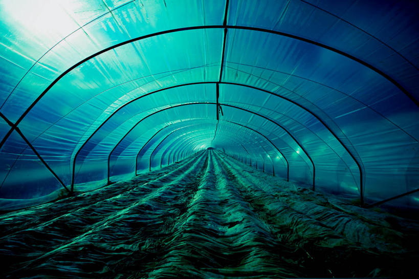 无人,横图,室内,白天,消失点,农业,德国,隧道,塑胶,温室,摄影,生长,宁静,种植园,彩图