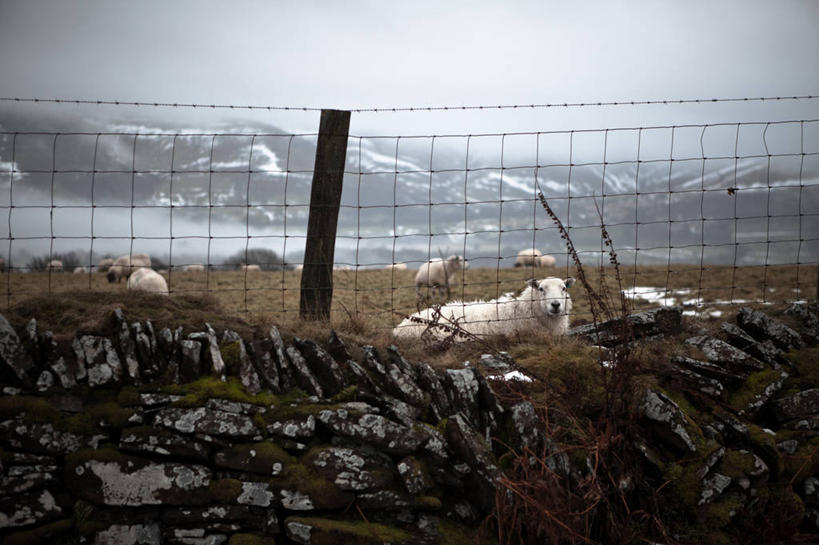 无人,横图,室外,白天,山,山脉,雪,雾,英国,一群,许多,篱笆,冬天,羊群,很多,石墙,自然,家畜,摄影,牲畜,保护,威尔士,绵羊,彩图,布雷肯