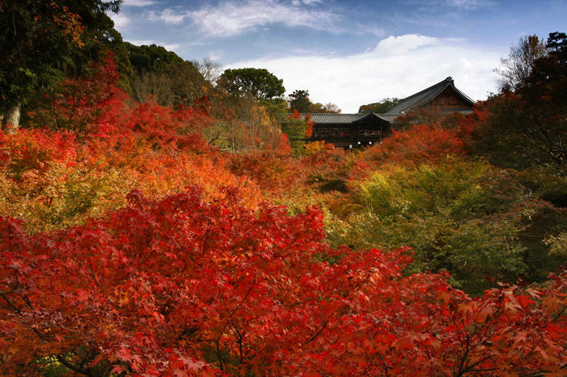 无人,横图,室外,白天,美景,山,建筑,枫树,日本,亚洲,景观,云,树,天空,自然,景色,摄影,京都府,自然风光,改变,树梢,东亚,本州,本州岛,日本国,近畿地方,近畿,京都市,东福寺,秋天,彩图