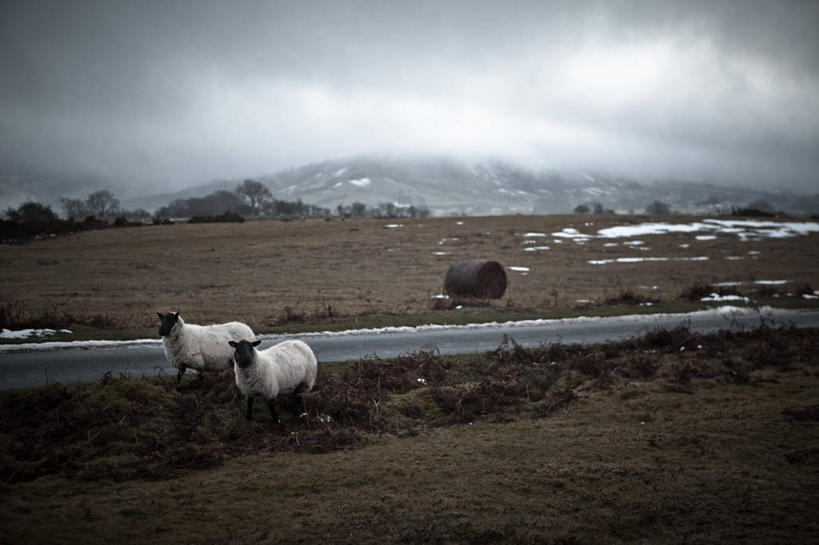 无人,横图,室外,白天,雪,路,英国,云,草,自然,动物,两只,家畜,摄影,牲畜,威尔士,绵羊,彩图,布雷肯