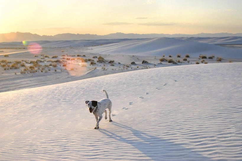 无人,公园,横图,室外,白天,镜头眩光,宠物,狗,美国,脚印,阴影,云,白色,自然,家畜,寒冷,摄影,北美,北美洲,国家公园,美洲,新墨西哥,新墨西哥州,北亚美利加洲,亚美利加洲,迷人之地,迷人之州,白沙国家纪念碑,白沙国家公园,阿拉莫戈多,彩图,美利坚合众国