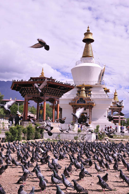 竖图,室外,白天,建筑,鸽子,野生动物,不丹,一群,许多,丰富,鸟类,云,首都,很多,飞,佛塔,摄影,宗教,佛教,拍打,宗教建筑,中国文化,廷布,彩图