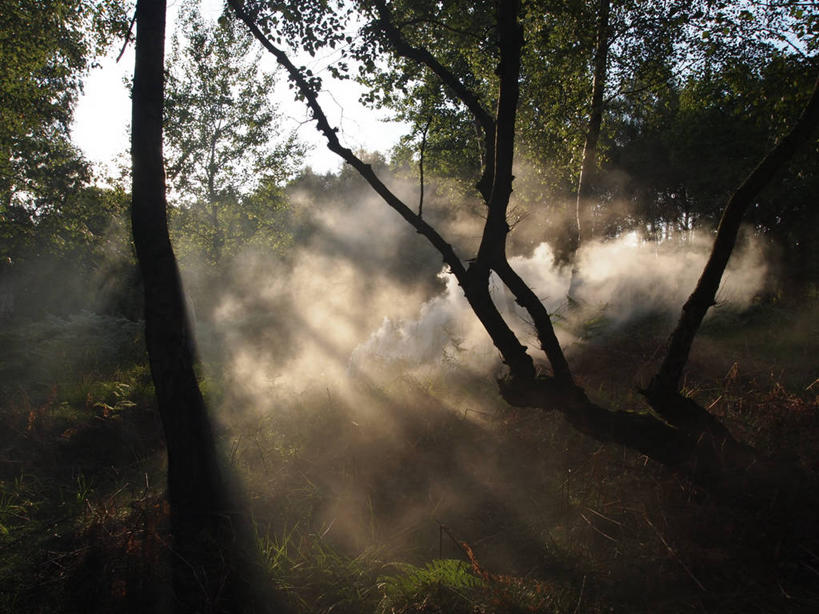 无人,横图,室外,白天,森林,树林,火,英国,环保,地形,燃烧,热,树,树干,天空,自然,烟,摄影,能源,宁静,回收,资源,利用,低碳,循环,持续,森林火灾,艾塞克斯大学,危险,彩图