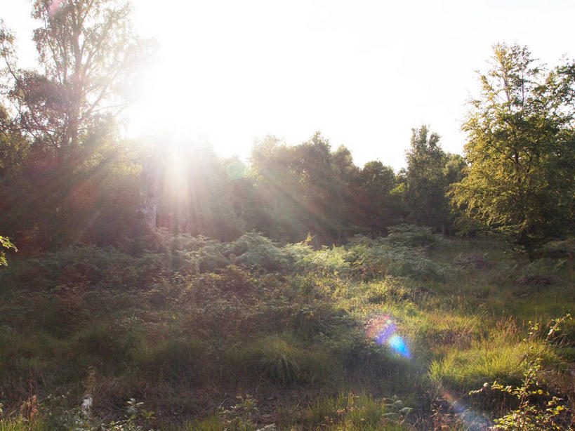 无人,横图,室外,白天,镜头眩光,美景,森林,日光,英国,景观,草,树,风景,天空,自然,景色,摄影,宁静,早晨,自然风光,艾塞克斯大学,彩图