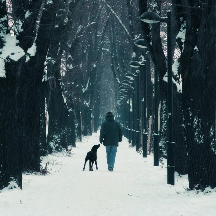 成年人,一个人,方图,室外,白天,雪,宠物,狗,仅一个男性,冬天,树,背面,自然,寒冷,摄影,茄克,塞尔维亚,步行,彩图,巷,独处,皮罗特,林荫大道