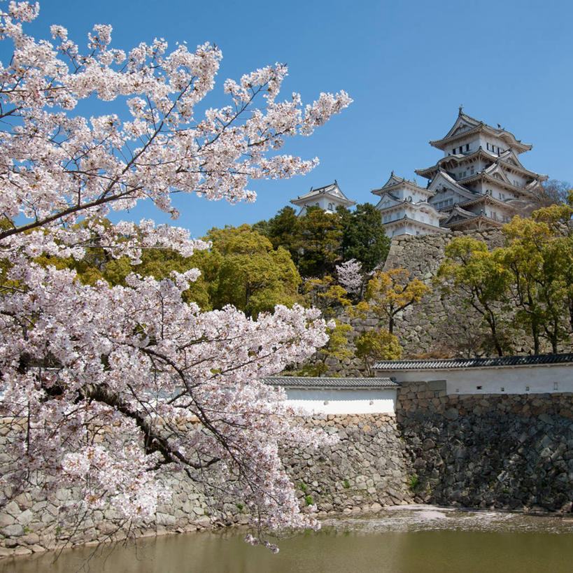 无人,方图,室外,白天,水,建筑,樱花,日本,日本文化,盛开,城堡,枝,花蕾,樱桃树,历史,花,花瓣,花朵,鲜花,树,自然,花苞,花蕊,摄影,万里无云,姬路城,姬路,彩图