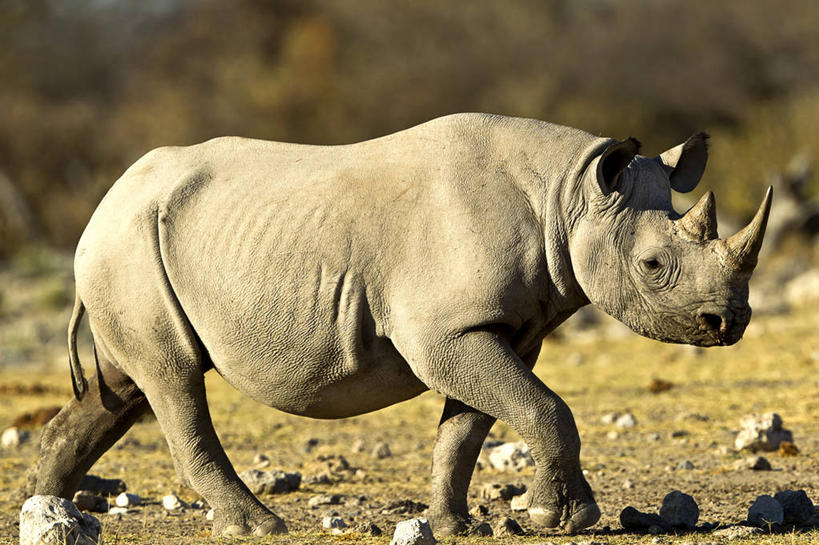无人,横图,室外,白天,野生动物,纳米比亚,摄影,黑犀牛,犀牛,步行,彩图