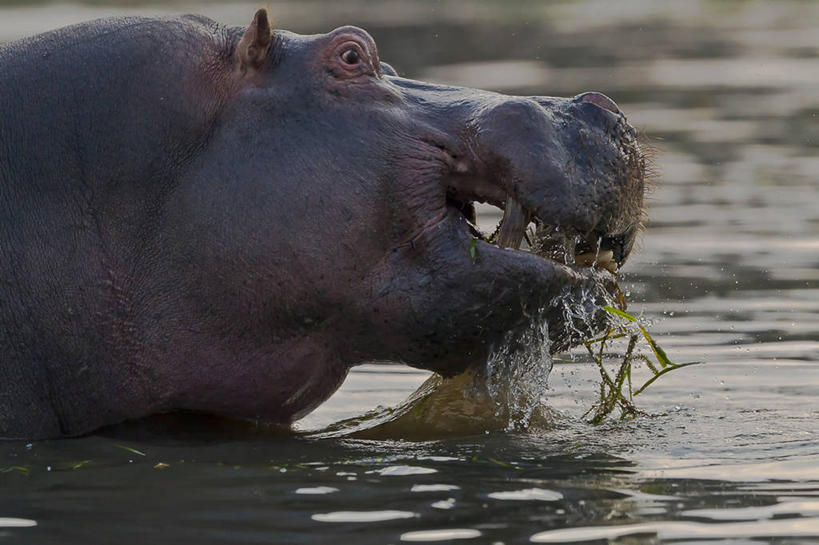 无人,吃,横图,室外,河流,河马,野生动物,津巴布韦,黄昏,摄影,部分,赞比西河,维多利亚瀑布,彩图