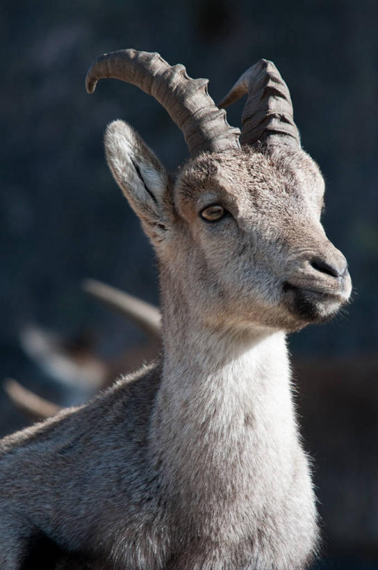 无人,竖图,室外,特写,白天,野生动物,西班牙,首都,动物,马德里,摄影,山羊,彩图