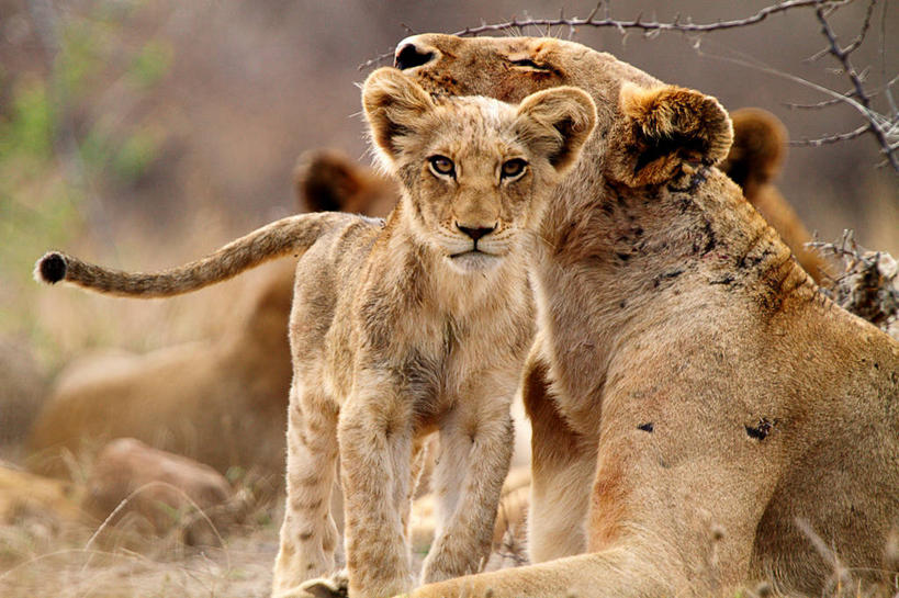 无人,横图,室外,特写,白天,哺乳动物,野生动物,狮子,南非,四只,草,动物,摄影,凶猛,克鲁格国家公园,普马兰加省,残暴,凶残,彩图