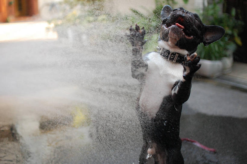 无人,跳,横图,室外,白天,宠物,狗,日本,湿,溅,小的,动物,家畜,摄影,大阪府,彩图,法国斗牛犬