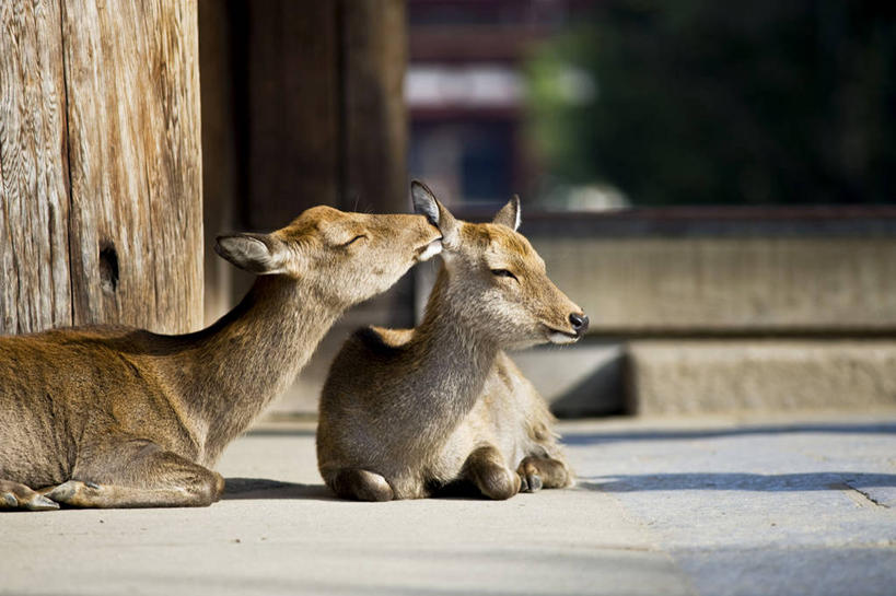 无人,坐,横图,室外,白天,鹿,奈良县,日本,动物,两只,放松,摄影,耳语,机敏,彩图,好奇心