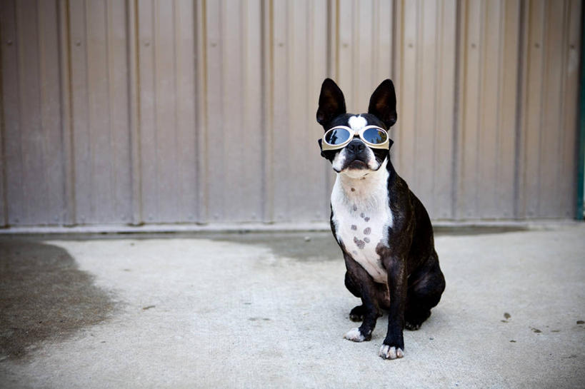 无人,坐,横图,室外,白天,宠物,狗,日光,美国,小的,家畜,摄影,护目镜,幽默,华盛顿州,西雅图,彩图,波士顿猎犬