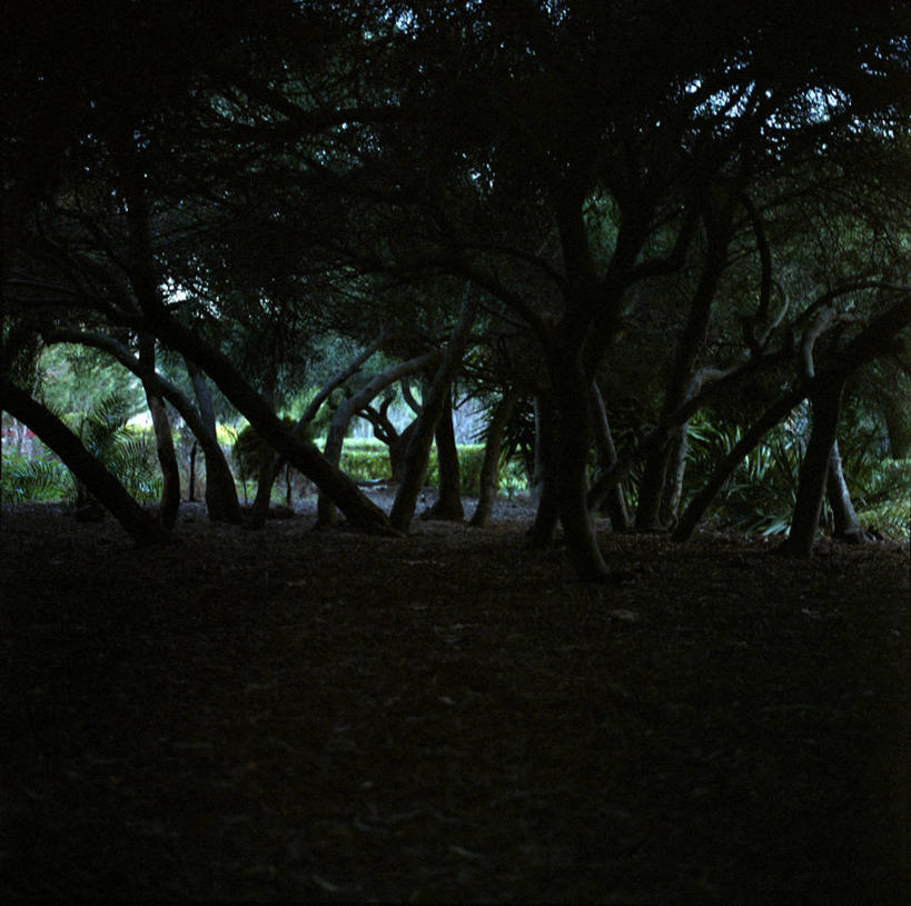 无人,横图,室外,白天,森林,植物,西班牙,树,自然,摄影,宁静,彩图,锡切斯,巴塞罗那省