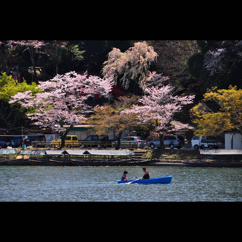 划船,成年人,两个人,方图,室外,白天,河流,美景,船,汽车,樱花,日本,日本文化,景观,自然,景色,运输,摄影,京都府,桨,自然风光,改变,岚山,男人,女人,彩图