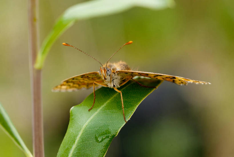 无人,坐,横图,室外,特写,白天,野生动物,蝴蝶,叶子,西班牙,昆虫,自然,摄影,塔拉戈纳省,彩图