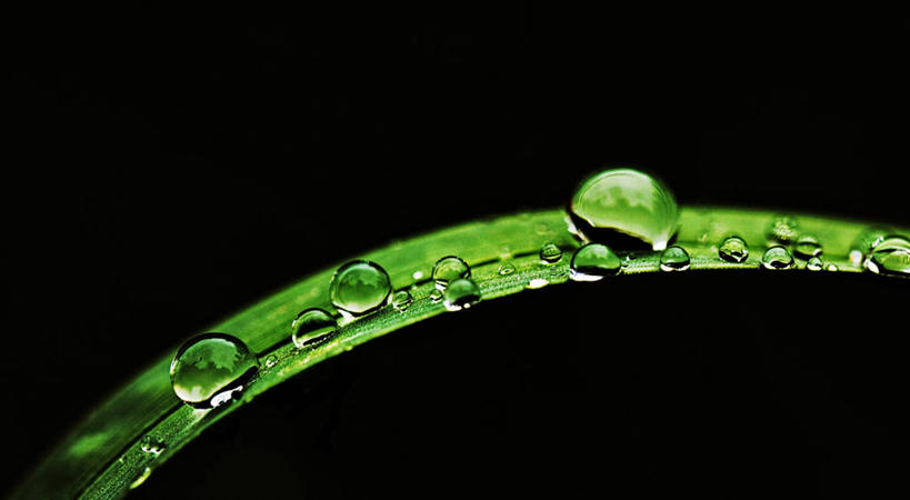 无人,横图,特写,瑞士,黑色背景,反射,一个,绿色,雨滴,摄影,单个,脆弱,清新,彩图,影棚拍摄