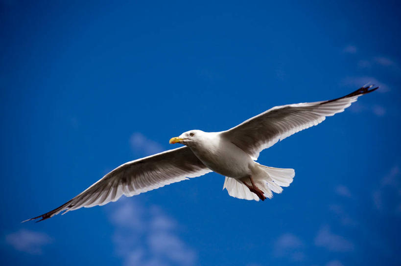 无人,横图,室外,白天,自由,海鸥,野生动物,爱尔兰,鸟类,首都,飞,天空,摄影,彩图