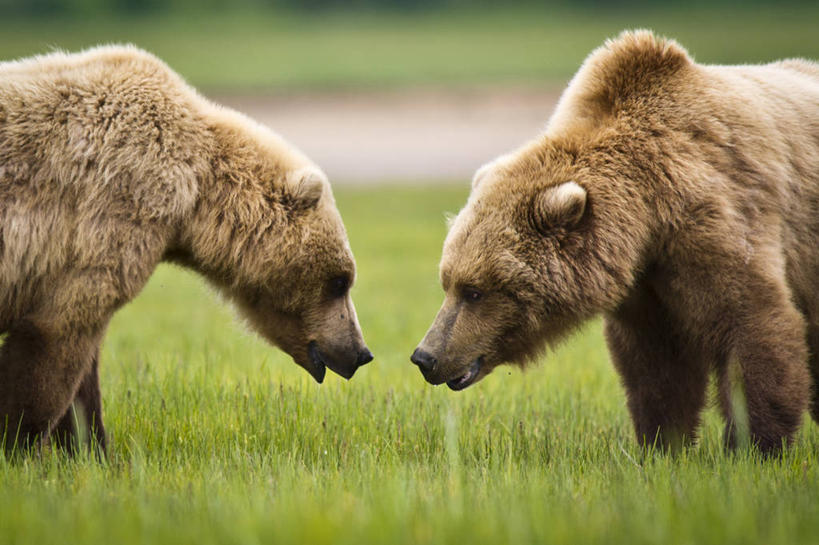 无人,站,横图,室外,白天,野生动物,熊,尼泊尔,美国,亚洲,对抗,首都,草,动物,两只,面对面,摄影,南亚,加德满都,尼泊尔王国,加都,德满都,棕熊,彩图